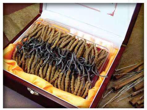 浑江冬虫夏草回收